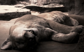 Sleeping Mountain Lion