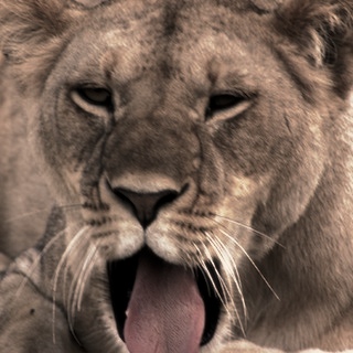 mountain-lion-yawn.jpg